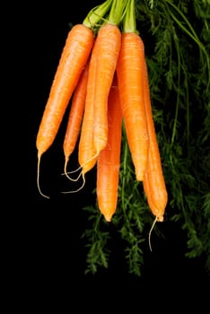Bunch of carrots