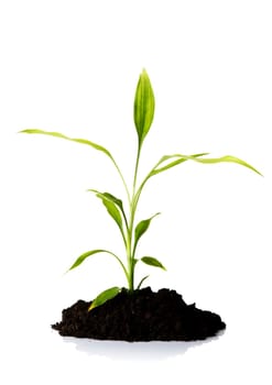 Bamboo plant in the soil, isolated on white
