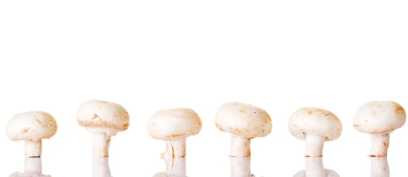 Edible button mushroom, 	champignon, isolated on white background