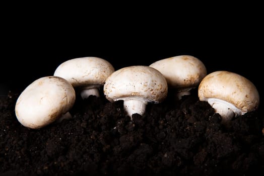 Edible button mushroom, 	champignon