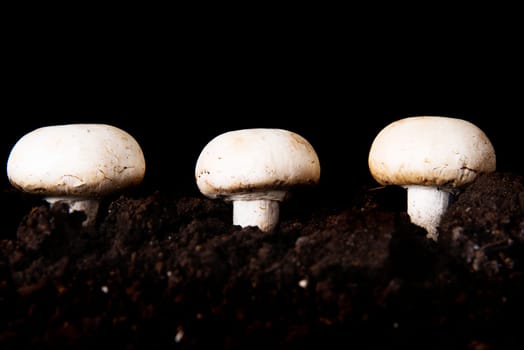 Edible button mushroom, 	champignon