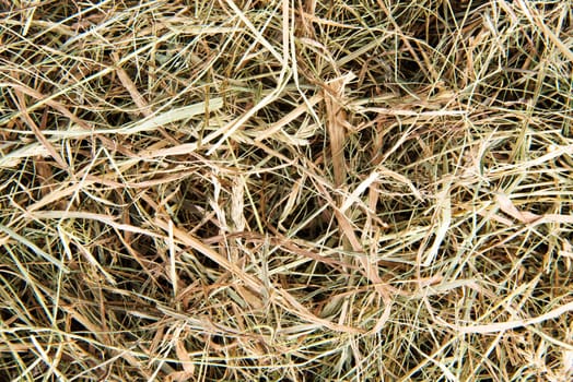 Golden hay texture