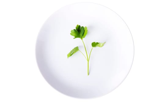 Parsley on plate,  isolated on white