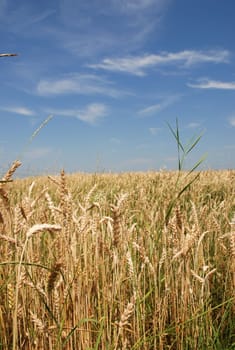a yellow wheat field in the summer
