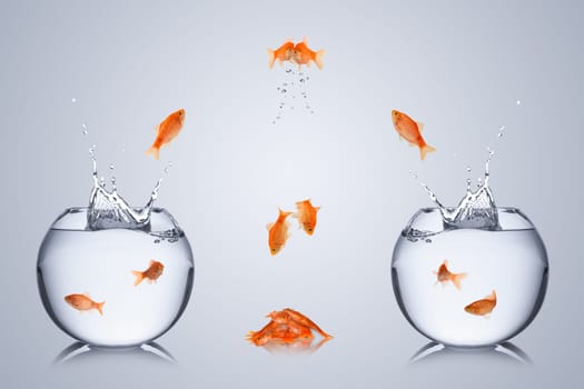 Fish collide over tanks and plunge