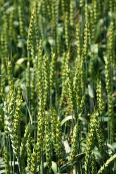 a field of green rye, farming field in the spring or summer