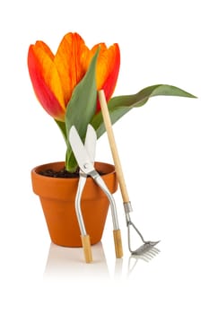 Tulip with gardening tools against white background