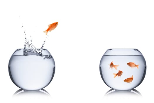 Fish jumps from one tank to the other