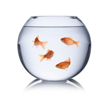 Fish in a goldfish bowl