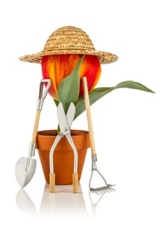 tulip with sun hat and gardening tools