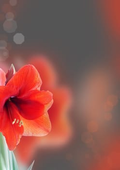 a noble amaryllis background with red blossom and gray background color