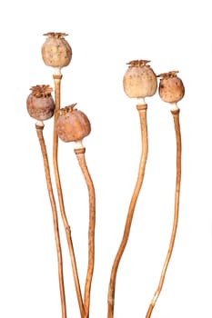 Dry poppies isolated on white