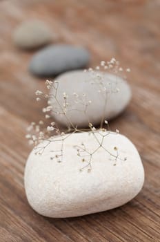 Delicate plant on white stone