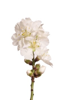 Almond flowers isolated on white
