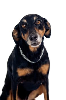 Funny mixed breed dog looking at camera. Isolated on white.