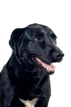 Black labrador portrait isolated on white background