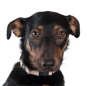 Mixed breed dog portrait isolated on white
