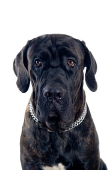 Cane-corso dog portrait isolated on white