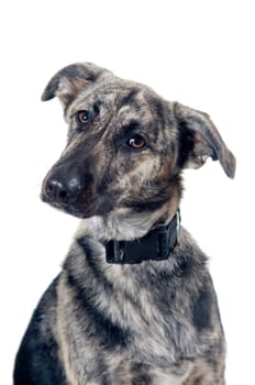 Mixed breed dog portrait isolated on white background