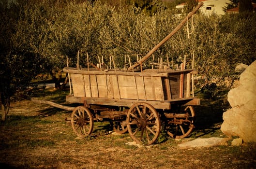 Old wagon and olive trees