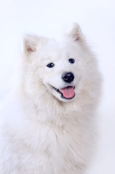Samoyed dog portrait on simple background