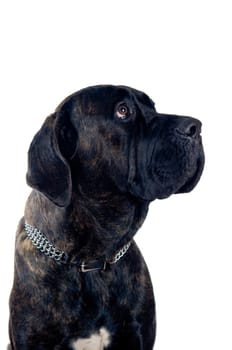 Cane-corso dog portrait isolated on white