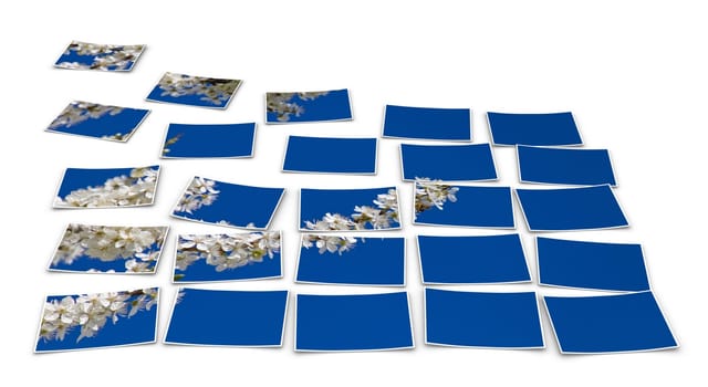 Photo split - White flowers in front of a blue sky