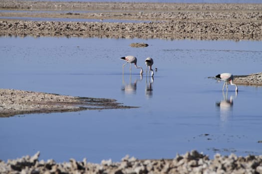 Flamengos in flamenco reserve in Salar de Atacama