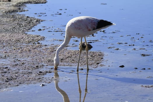 Flamengos in flamenco reserve in Salar de Atacama