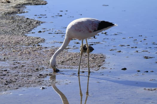 Flamengos in flamenco reserve in Salar de Atacama