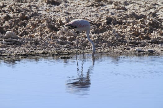 Flamengos in flamenco reserve in Salar de Atacama