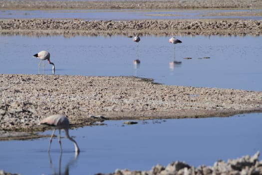 Flamengos in flamenco reserve in Salar de Atacama