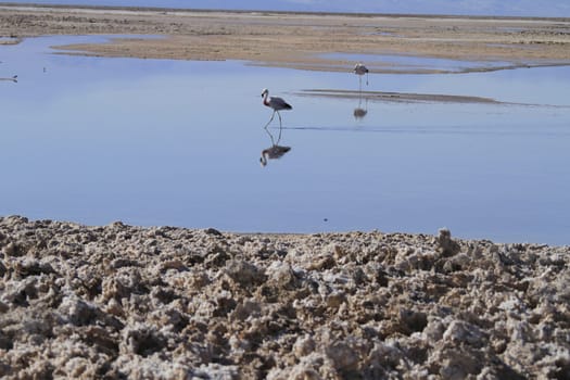 Flamengos in flamenco reserve in Salar de Atacama