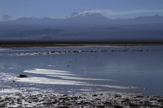 Flamengos in flamenco reserve in Salar de Atacama