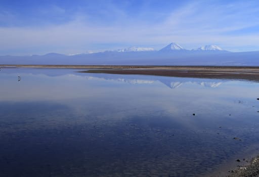 Flamengos in flamenco reserve in Salar de Atacama