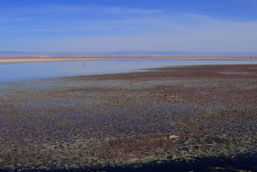 Flamengos in flamenco reserve in Salar de Atacama