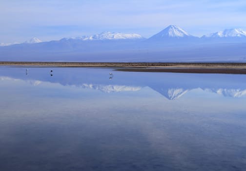 Flamengos in flamenco reserve in Salar de Atacama
