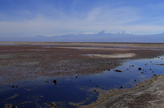 Flamengos in flamenco reserve in Salar de Atacama