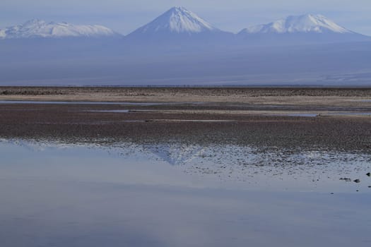 Flamengos in flamenco reserve in Salar de Atacama