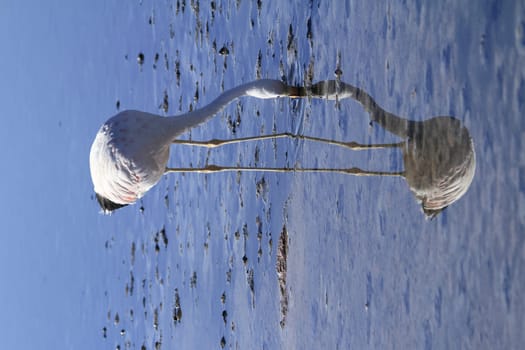 Flamengos in flamenco reserve in Salar de Atacama