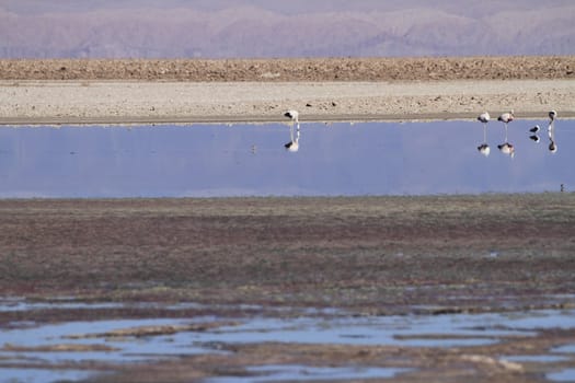 Flamengos in flamenco reserve in Salar de Atacama