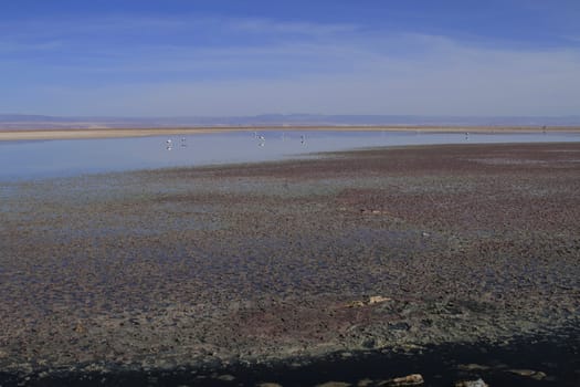 Flamengos in flamenco reserve in Salar de Atacama