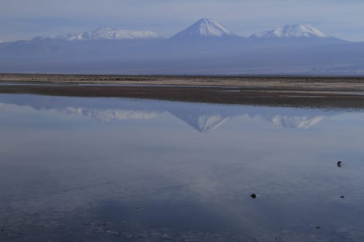 Flamengos in flamenco reserve in Salar de Atacama