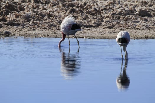 Flamengos in flamenco reserve in Salar de Atacama