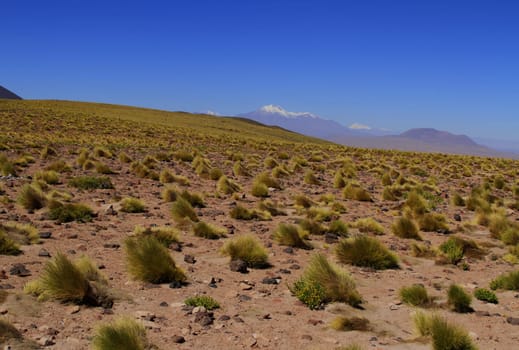 Salar de Atacama