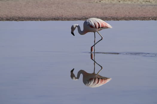 Flamengos in flamenco reserve in Salar de Atacama