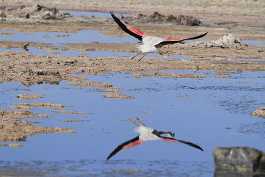 Flamengos in flamenco reserve in Salar de Atacama