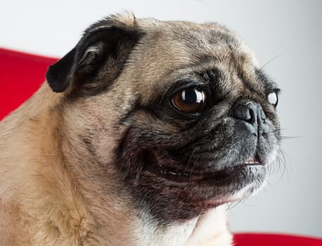 Cute Pug