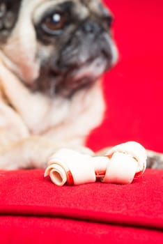 Pug on Red Couch.