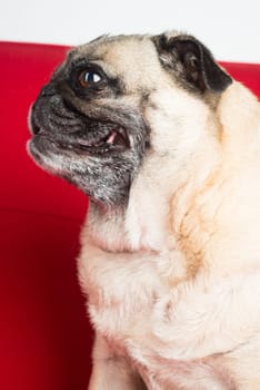 Pug on Red Couch.